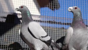 شركة مكافحة الحمام في ابوظبي