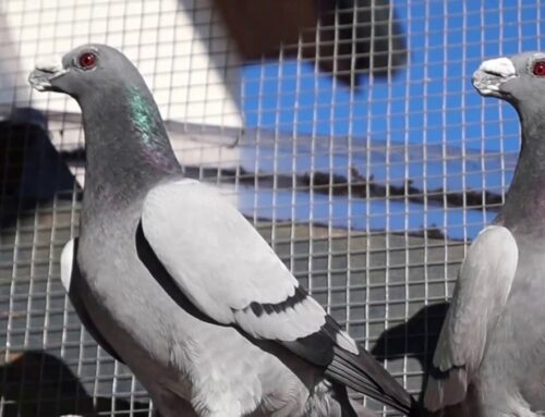 شركة مكافحة الحمام في ابوظبي |0543331609 |تركييب طارد حمام