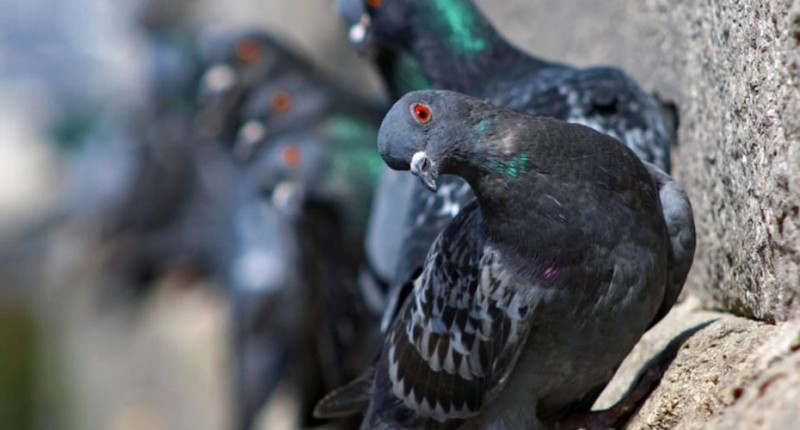 شركة مكافحة الحمام في العين