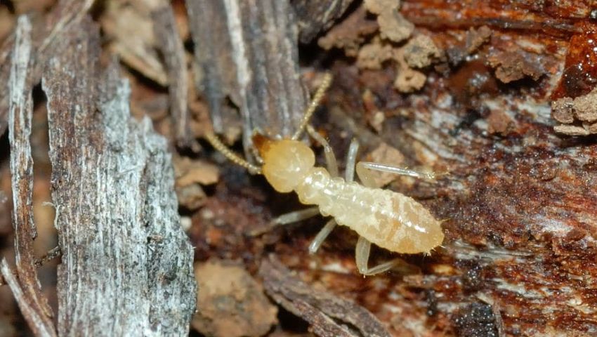 شركة مكافحة الرمة في عجمان