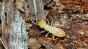 شركة مكافحة الرمة في عجمان