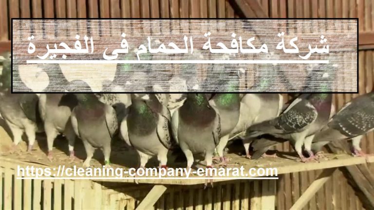 شركة مكافحة الحمام في الفجيرة