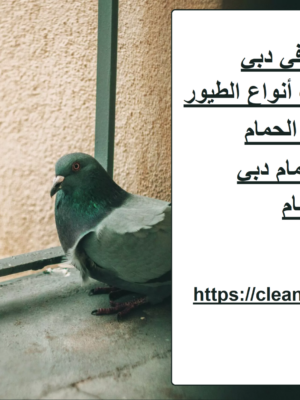 شركة مكافحة حمام في دبي