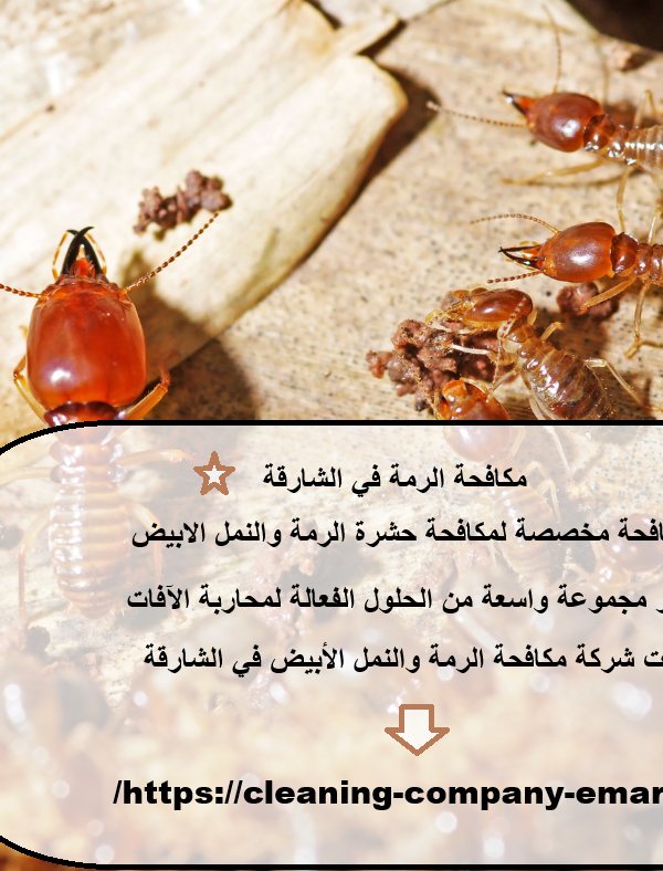 مكافحة الرمة في الشارقة
