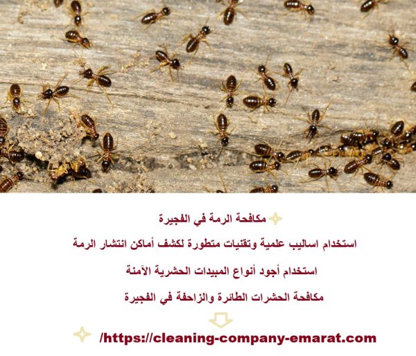 مكافحة الرمة في الفجيرة