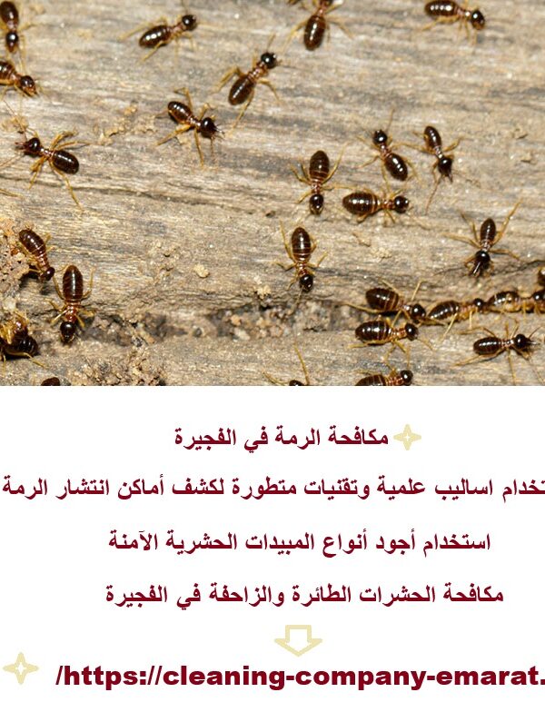 مكافحة الرمة في الفجيرة