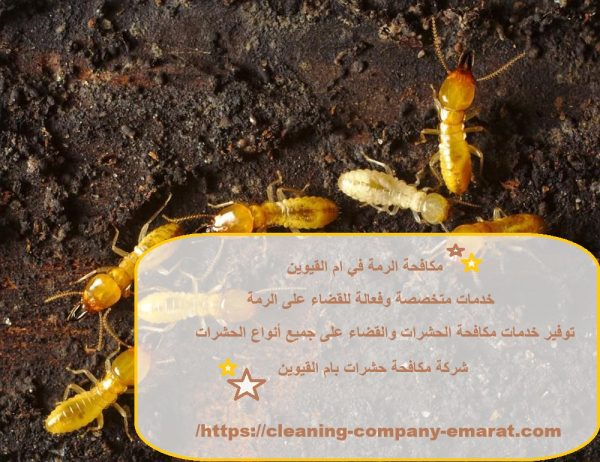 مكافحة الرمة في ام القيوين