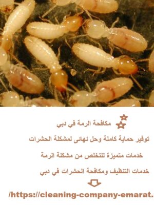 مكافحة الرمة في دبي