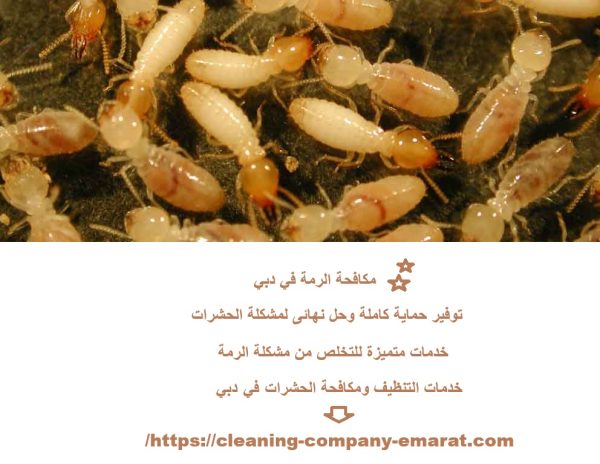مكافحة الرمة في دبي