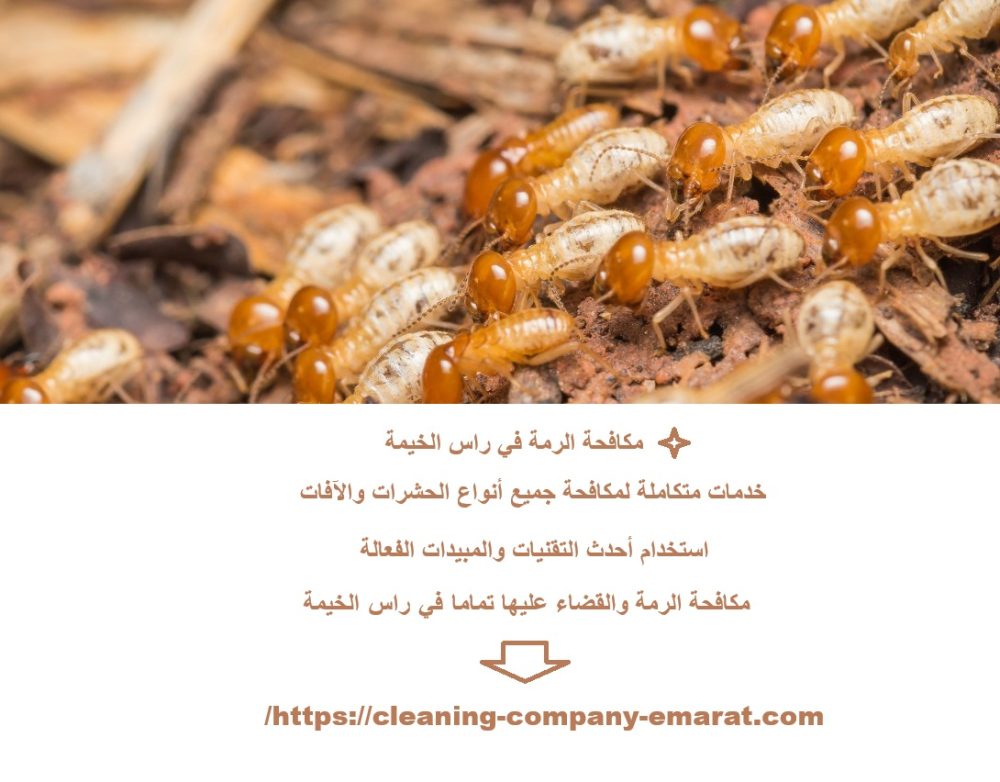 مكافحة الرمة في راس الخيمة