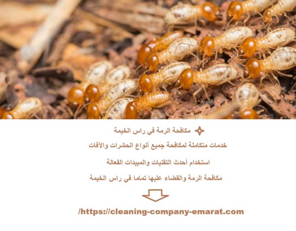 مكافحة الرمة في راس الخيمة