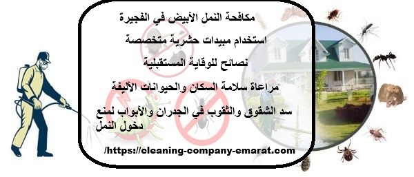 مكافحة النمل الأبيض في الفجيرة